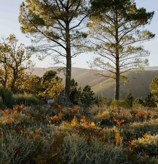 Vista de la vegetación de la Serra da Estrela.